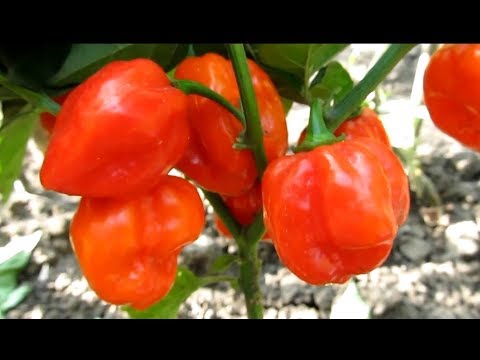 Videó: Milyen íze van a mangó habanero szósznak?