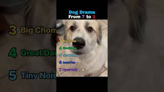 These Dogs Brought Drama!