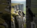 🔥🏔️ Mountain Goats Leap Off Cliff in Stunning Gravity Defying Moves #wildlife #nature #animals