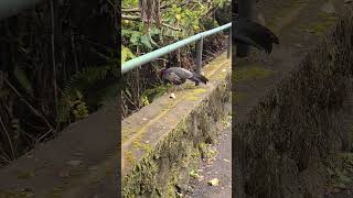 Pheasant on the volcano.