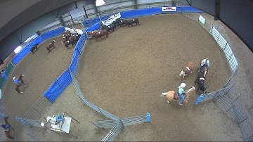 Big Sky Ranch Sorting Saddle Series Finals - #3 - Round #1 - Ride #24