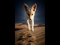 Fennec Fox Hunts Beneath the Sand