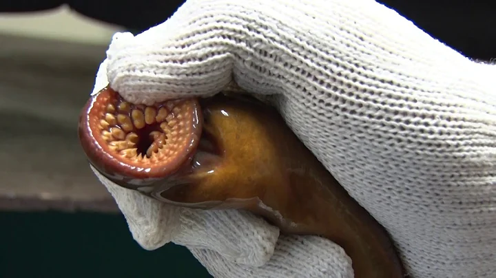 SEA LAMPREY IN THE GREAT LAKES