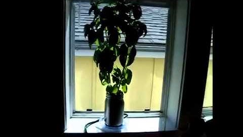 Extremely simple DIY ebb and flow hydroponics system  part 4