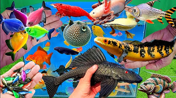 Video tổng hợp cá cảnh đẹp, vịt, vịt con, cá koi, cá trê, cá da trơn, rùa con, cá nemo, cá chép