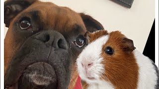 Watcher of the Pigs: Boxer Dog Guinea Pigs by Brock the Boxer TV 567 views 1 year ago 1 minute, 6 seconds