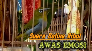 SUARA PLECI BETINA RIBUT AWAS BIKIN EMOSI JANTAN