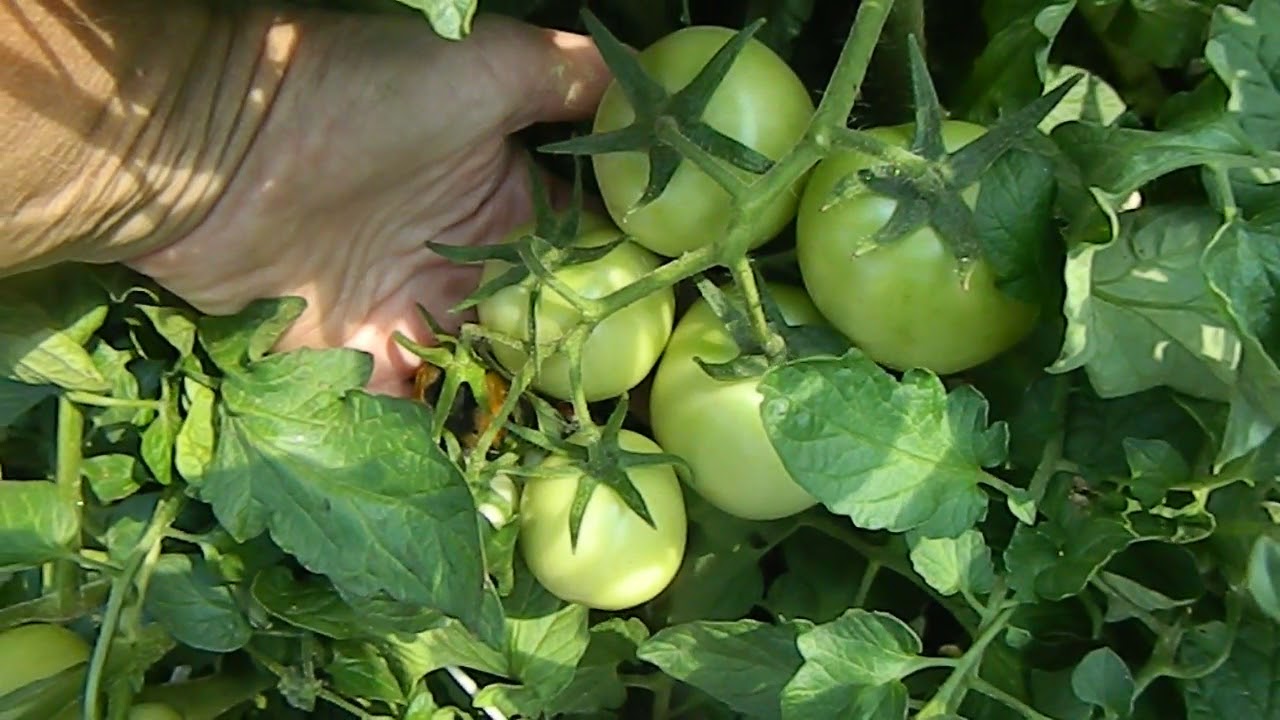 Томат Рубиновое сердце описание сорта помидоров характеристики отзывы