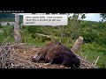Ozzy's Homecoming & Hissy Fits - Dad Delivers Fish - Mom's Feeding - June 16 2020 - NCTC Eagles