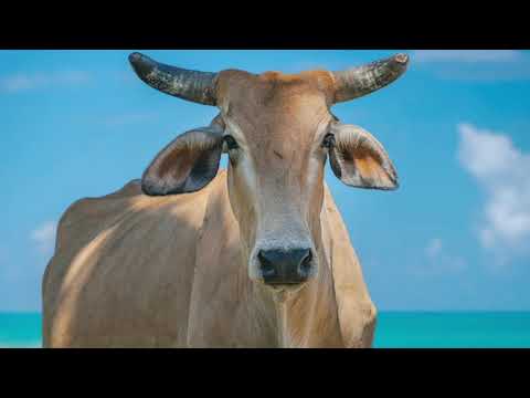 Cow  Cow Images  Most beautiful Cow photos