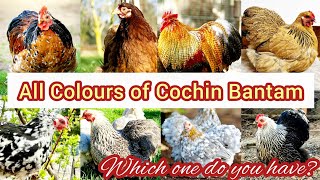 16 Different Colors of Cochin Bantam Chickens || Types of Cochin Bantam Chicken Breeds