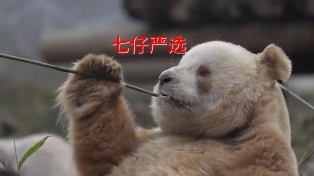 Brown Giant Panda Qizai七仔挑选竹子也太可爱啦,不喜欢的小手一挥丢掉,目测这小鼻子还挺灵的。 - YouTube