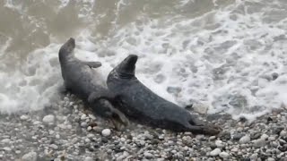 Seal Love - Grey seals cuddling, kissing and mating