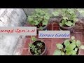 Terrace garden     maadi thottam  very low investment cost
