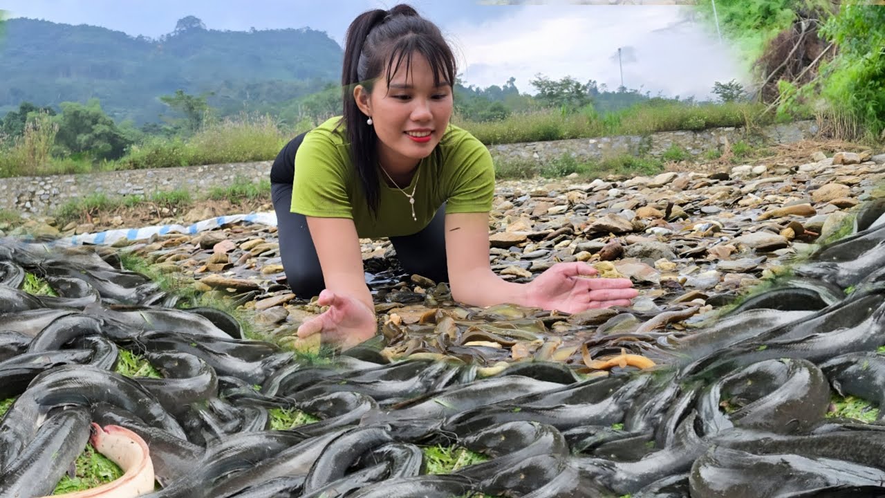 When the salmon spawning season comes, the girl blocks the water to catch the extremely rare salmon