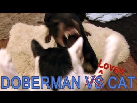 doberman-and-cat-best-friends-forever!