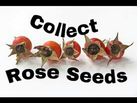 How to Collect and Save Rose Seeds from Rose Hips