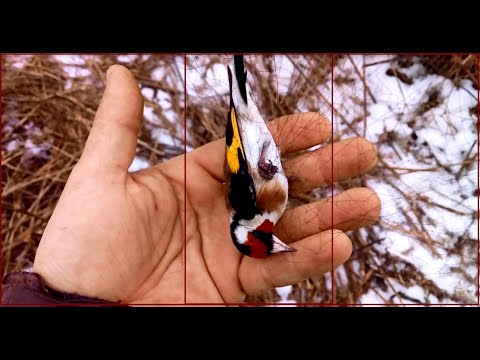 Video: Kako Ukrotiti Pticu