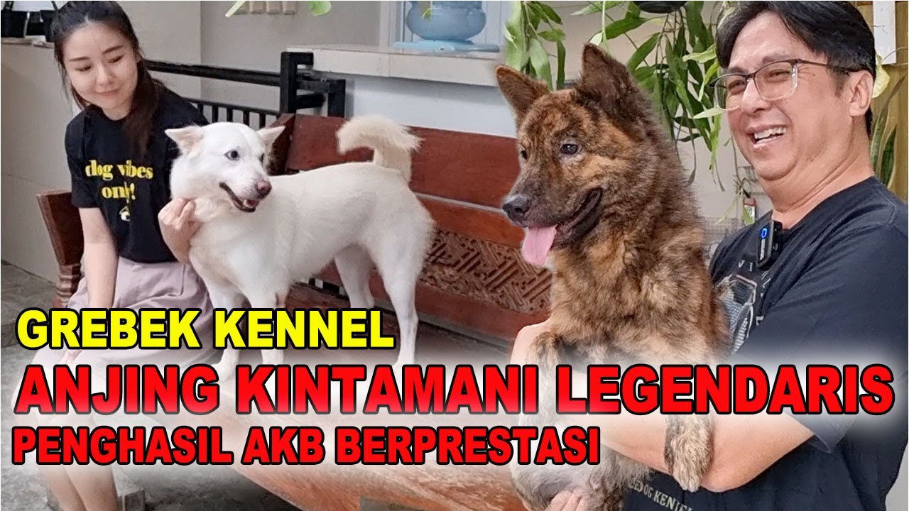 Grebek Kennel Anjing Kintamani Legendaris Di Bali Penghasil AKB Berprestasi