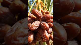 khajur #laluyadav #msmmemes #bzboys #mkmk