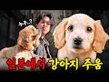 일본 여행 중 강아지를 주웠습니다