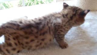 Suzzan's F1 Savannah (5 weeks old) by TecSpot 174 views 6 years ago 51 seconds