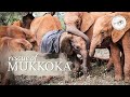 Orphaned baby elephant Mukkoka is rescued | Sheldrick Trust