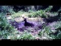 Bull moose on a browning spec ops btc3 trail camera