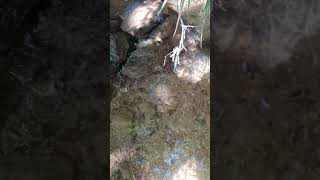 Early 1900s 14k Four Leaf Clover and Horseshoe Stick Pin #metaldetecting #metaldetectingfinds