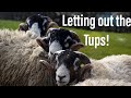 Farming life S2E34: letting out the tup Hoggs and EXTREME FENCING!