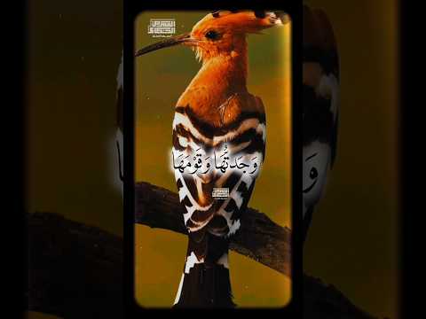 و ج دت ه ا و ق و م ه ا ی س ج د ون ل لش م س الشيخ محمد سليمان شهاب القران الكريم Foryou