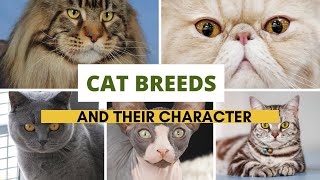 The Character Of Each Cat Breed  Find Out Everything About Your Favorite