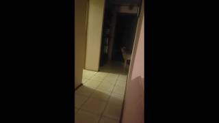 doggo goes all silent hill
