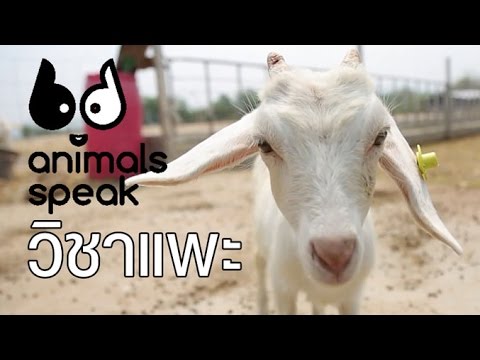 Animals Speak [by Mahidol] วิชาแพะ