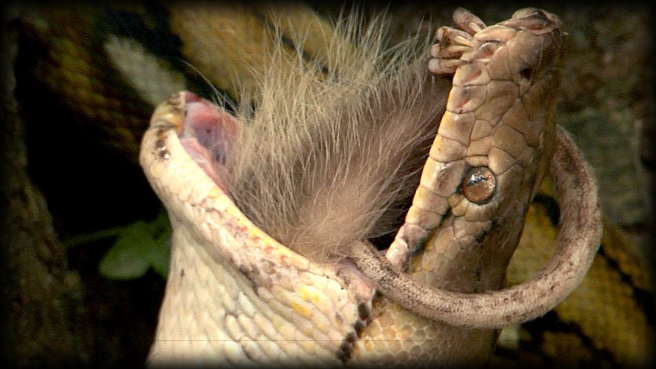 Python vs Opossum 02 - Time Lapse - YouTube