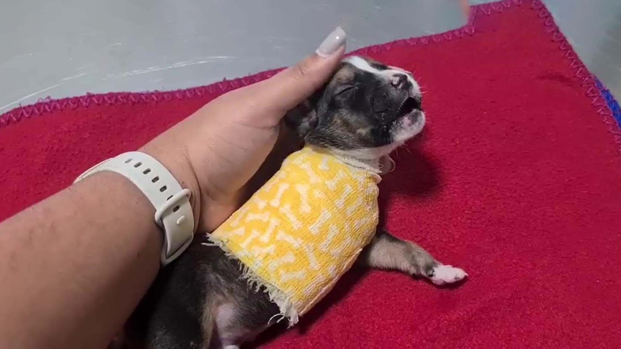 tiny-puppy-was-dumped-like-garbage-wild-animal-eat-his-legs-so-he-s