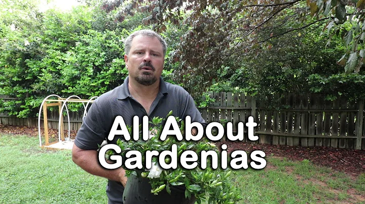 ALL ABOUT GARDENIAS - Details about different varieties and how to grow Gardenias