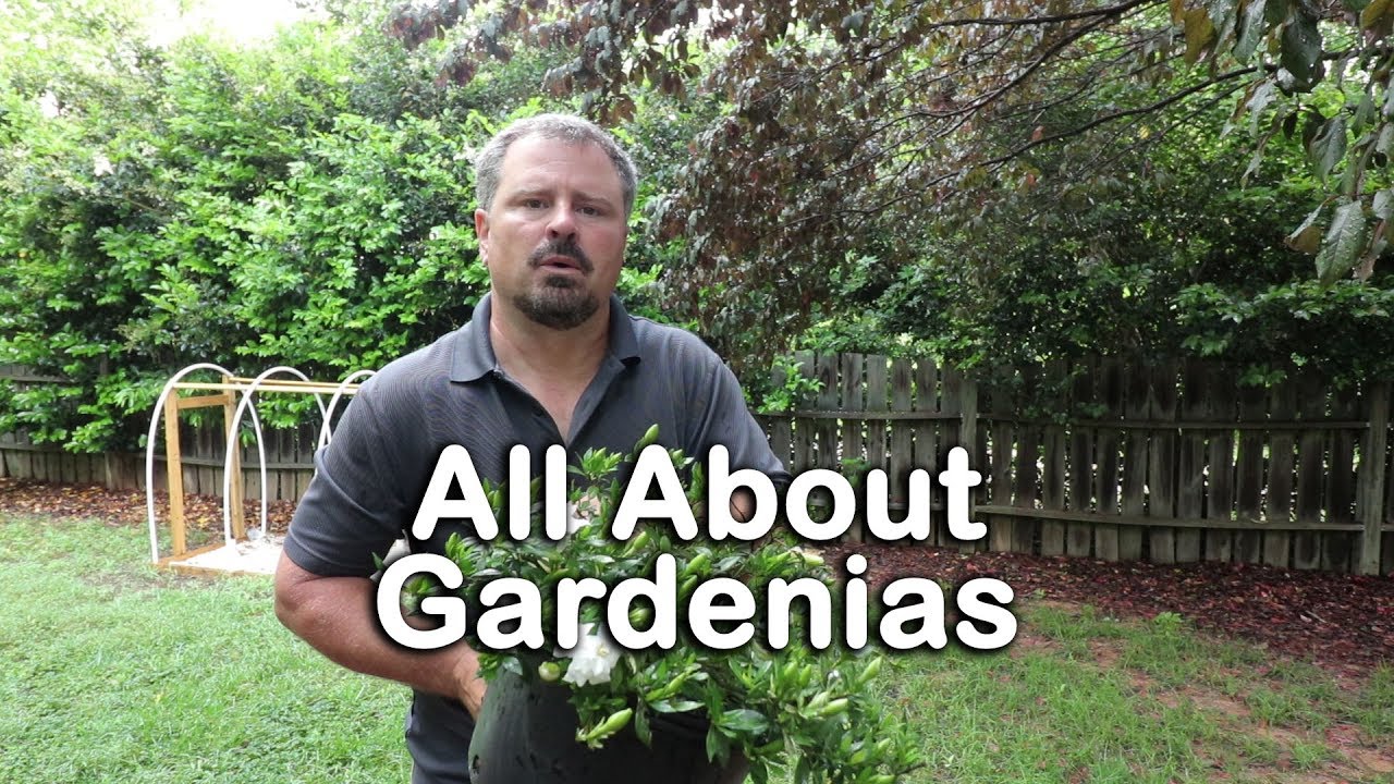 ALL ABOUT GARDENIAS - Details about different varieties and how to grow  Gardenias - YouTube