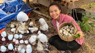 ปลูกเห็ดฟางง่ายๆบอกทุกรายละเอียด ວິທີປູກເຫັດເຟືອງງ່າຍໆ