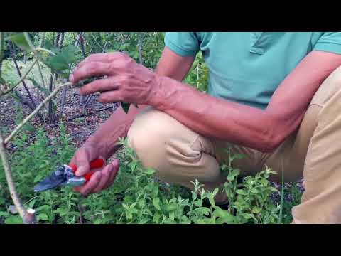 Video: Come trapiantare un cespuglio di rose selvatiche: spostare i cespugli di rose selvatiche nel tuo giardino