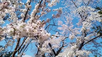 سورة الأعلى بصوت عبدالرحمن المسعد Surat Al-A'la in the voice of Abdul Rahman Al-Massad