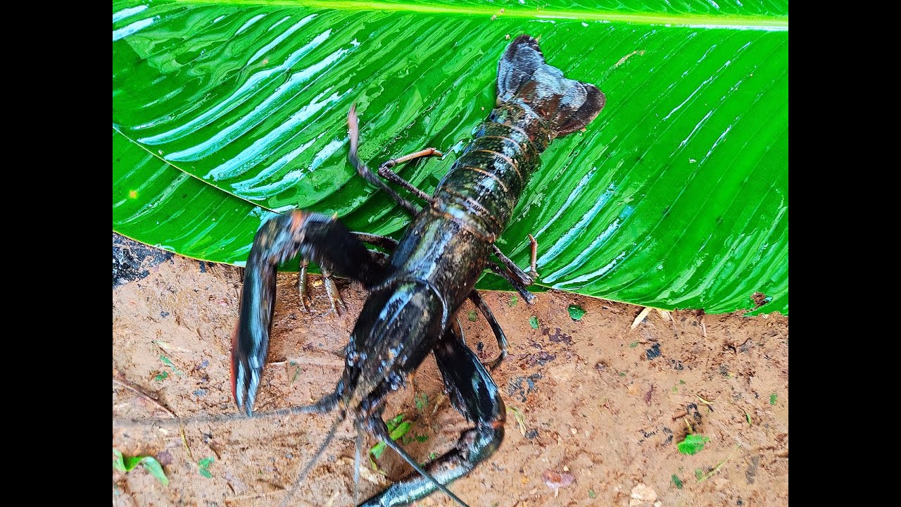 Como tener langostinos en su propia casa ,lo mejor en mariscos