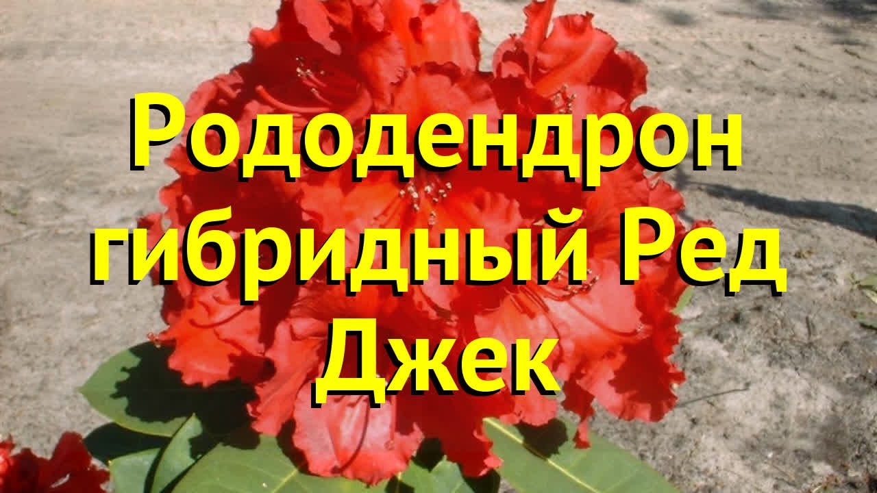 Рододендрон гибридный ред джек. Краткий обзор, описание характеристик rhododendron red jack