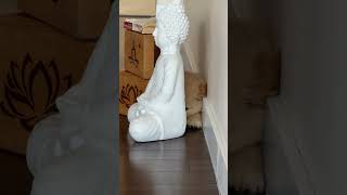 Golden Retriever puppies, it's all we need really! 💛 #puppyyoga #goldenretreiver #dog Golden Retriever puppies, it's all we need really! 💛 #puppyyoga #goldenretreiver #dog