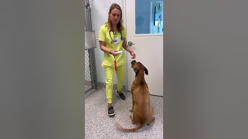 Penn Foster Externship 1 Skill #24: Scanning for a Microchip