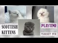 Шотландские котята играют вместе Scottish Kittens Play Together Шотландские котята играют вместе Scottish Kittens Play Together