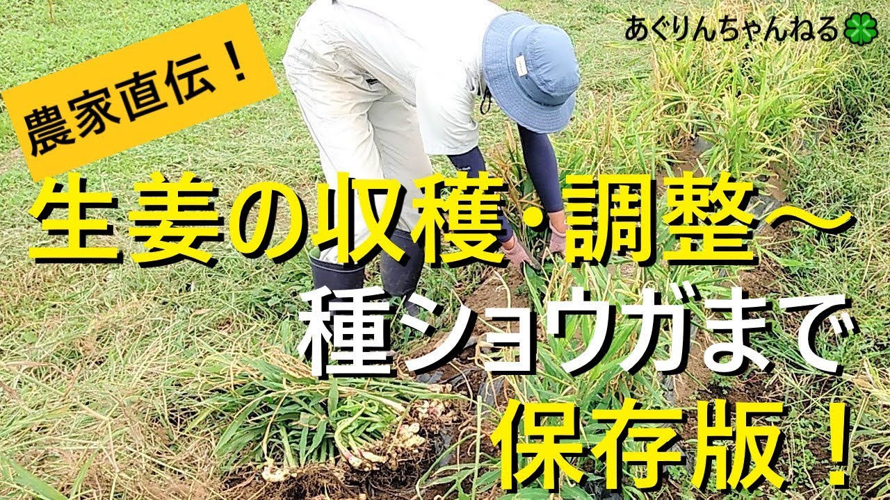 保存版 生姜の育て方 収穫 洗浄 種生姜 有機農家直伝 無農薬で育てる家庭菜園 Youtube