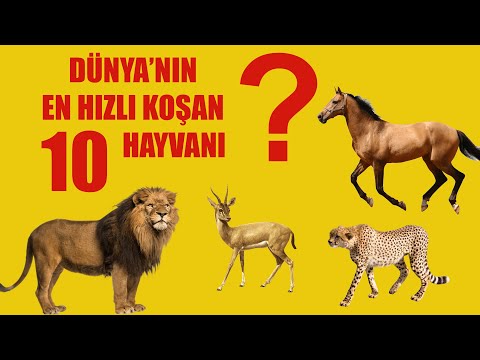 Dünya'nın En Hızlı Koşan 10 Hayvanı  | Çocuklar İçin