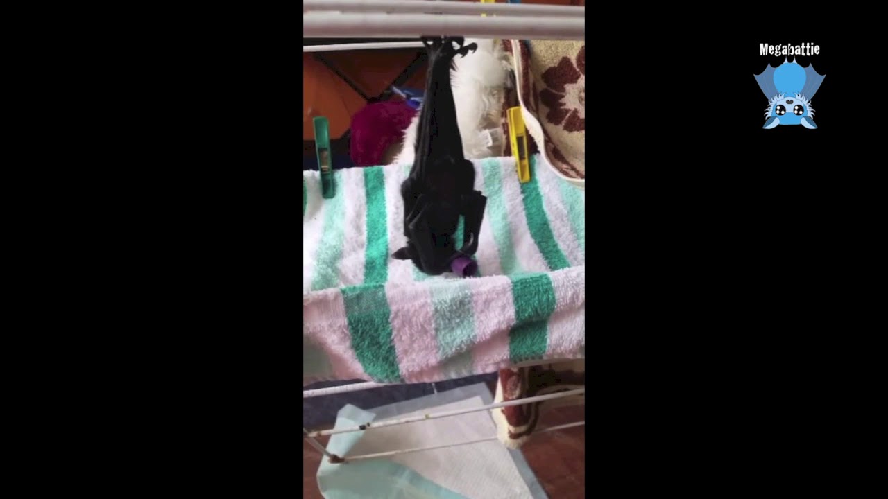 Baby bat has the hiccups this is Bawkie YouTube