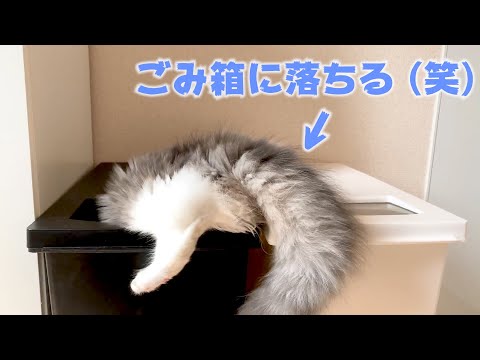 構ってアピールしてたらゴミ箱に落ちちゃうドジっ子がかわいい…